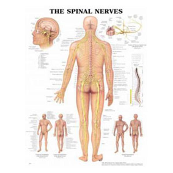 Wolters Kluwer Health  Chart Anatomical The Spinal Nerves 20x26" EA (9781587792052)