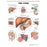 Williams & Wilkins  Chart Anatomical The Liver 19" x 26" Ea