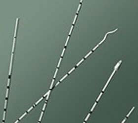 CR Bard Polyurethane Ureteral Catheter - CATHETER, URETERAL, WHISTLE TIP, 8FR, MSPV - BA- 138008