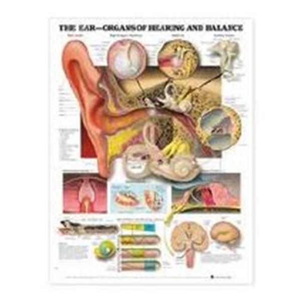 Wolters Kluwer Health  Chart Anatomical Ear: Organs of Hearing and Balance 20x26" EA (9781587791208)