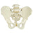 Patterson Medical Male Pelvic Skeleton Anatomical Model