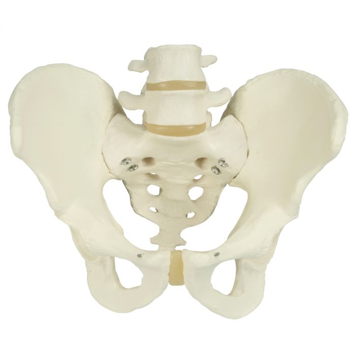 Patterson Medical Male Pelvic Skeleton Anatomical Model