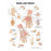 Wolters Kluwer Health  Chart Anatomical Hand And Wrist 20x26" Ea (9781587791420)