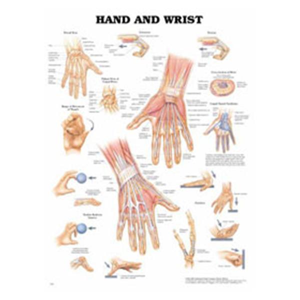 Wolters Kluwer Health  Chart Anatomical Hand And Wrist 20x26" Ea (9781587791420)