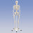 Patterson Medical Standard Skeleton - Pelvic Mounted