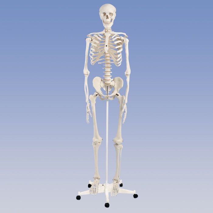 Patterson Medical Standard Skeleton - Pelvic Mounted