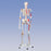 Patterson Medical Deluxe Skeleton - Pelvic Mounted