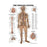 Wolters Kluwer Health  Chart Anatomical The Nervous System 19-3/4x26" Ea