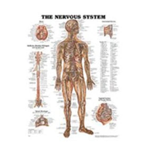 Wolters Kluwer Health  Chart Anatomical The Nervous System 19-3/4x26" Ea