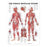Wolters Kluwer Health  Chart Anatomical Female Muscular System 20x26" Ea