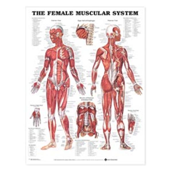 Wolters Kluwer Health  Chart Anatomical Female Muscular System 20x26" Ea