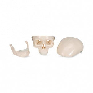 American 3B Scientific Desktop Mini Human Skull - MODEL, SKULL, MINI, 3-PARTS - 1000041