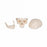 American 3B Scientific Desktop Mini Human Skull - MODEL, SKULL, MINI, 3-PARTS - 1000041