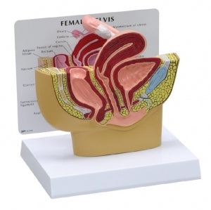 American 3B Scientific Female Pelvis Model - Educational Musculature Pelvic Model, Female - 1019561