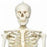 American 3B Scientific Skeleton Model - Skeleton Model, "STAN", Pelvic Mounted, 5' Roller Stand - A10