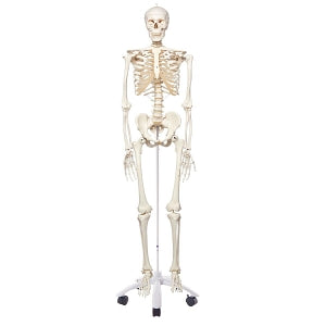 American 3B Scientific Skeleton Model - Skeleton Model, "STAN", Pelvic Mounted, 5' Roller Stand - A10