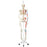 American 3B Scientific Skeleton Model - Hanging Skeleton Model with Painted Muscles, "MAX" - A11/1