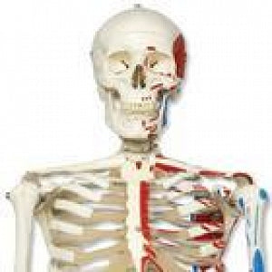 American 3B Scientific Skeleton Model - Skeleton Model with Painted Muscles, "MAX" - A11