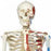 American 3B Scientific Skeleton Model - Skeleton Model with Painted Muscles, "MAX" - A11