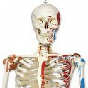 American 3B Scientific Skeleton Model - Human Skeleton Model with Ligaments and Muscles, "SAM", Mounted on Stand - A13