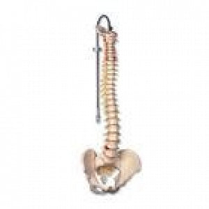 American 3B Scientific Classic Flexible Human Spine Models - Classic Flexible Spine Model - A58/1