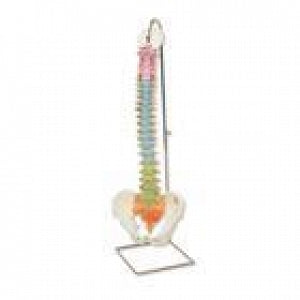 American 3B Scientific Classic Flexible Human Spine Models - Didactic Flexible Spine Model - A58/8