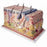 American 3B Scientific Skin Block Model 70 Times - Skin Block Model, 70 Times Full-Size - J13