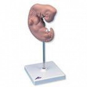 American 3B Scientific Human Embryo Model - Human Embryo, 25 Times Life-Size - L15