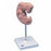 American 3B Scientific Human Embryo Model - Human Embryo, 25 Times Life-Size - L15