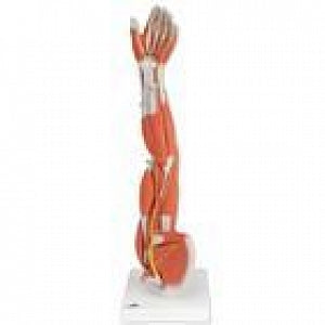 American 3B Scientific 6-Part Arm Muscle Model - Dissectible Arm Muscle Model - M10