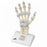 American 3B Scientific Hand Skeleton Model w/Ligaments - Hand Skeleton Model with Ligaments - M33