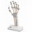 American 3B Scientific Functional Hand and Wrist Model - Hand and Wrist Model, Functional - M36
