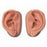 American 3B Acupuncture Ears, Set for 10 Students - Acupuncture Ears for Educational Purposes, Set of 10 - N16