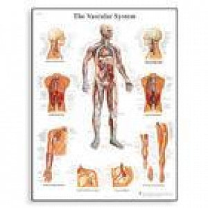 American 3B Scientific Vascular System Chart (Alt) - Vascular System Chart - VR1353L