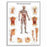 American 3B Scientific Vascular System Chart (Alt) - Vascular System Chart - VR1353L