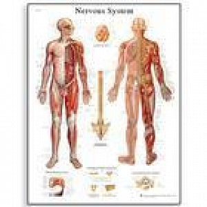 American 3B Scientific Nervous System Chart - Nervous System Chart - VR1620L