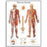 American 3B Scientific Nervous System Chart - Nervous System Chart - VR1620L