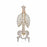 American 3B Scientific Classic Flexible Human Spine Models - SPINE, FLEXIBLE, CLASSIC - 1000120