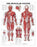 AliMed Anatomical Wall Charts - Anatomical Wall Chart, Vertebral Column - 73448