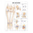 AliMed Anatomical Wall Charts - Anatomical Wall Chart, Hip and Knee - 73456