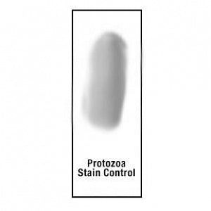 Azer Scientific Protozoa Control Slides - SLIDE, CONTROL, PROTOZOA STAIN, 10/BX - ESCS-131