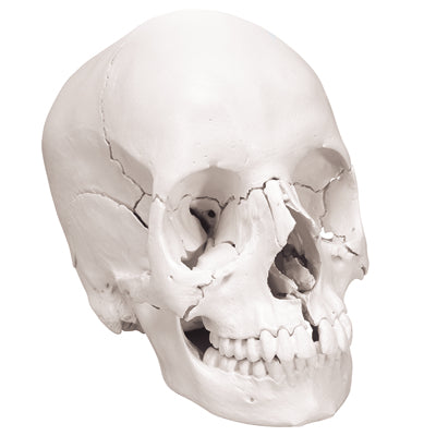 Anatomical Skull, Beauchene 22-Part