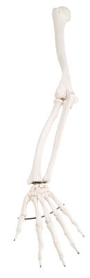 Arm Skeleton