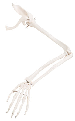 Arm Skeleton with Scapula and Clavicle