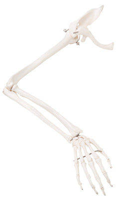 Arm Skeleton with Scapula and Clavicle