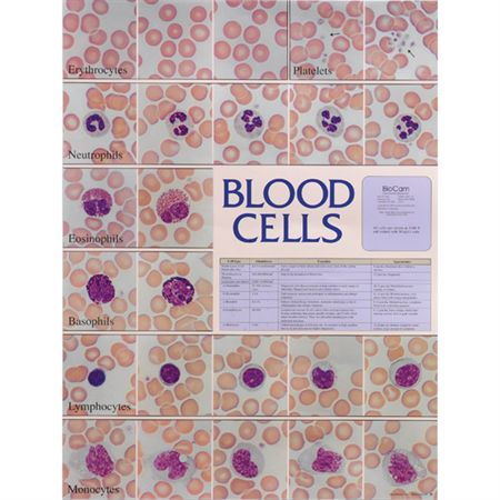Blood Cell Laminated Chart Blood Cell Laminated Chart - 18.5"W x 23.5"H