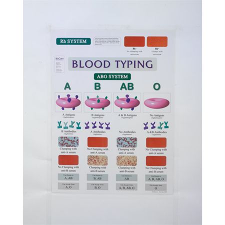 Blood Typing Laminated Poster Blood Typing Laminated Poster - 18