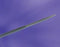 Cook Inc Peel-Away Introducer Sets - Peel-Away Sheath Introducer, 10 Fr, 0.038" Wire Guide Dia., 15.5 cm Length - G01980