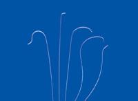 Torcon NB Advantage Catheter by Cook Inc