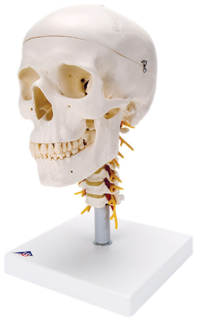 Classic Skull, 4 Part, on Cervical Spine